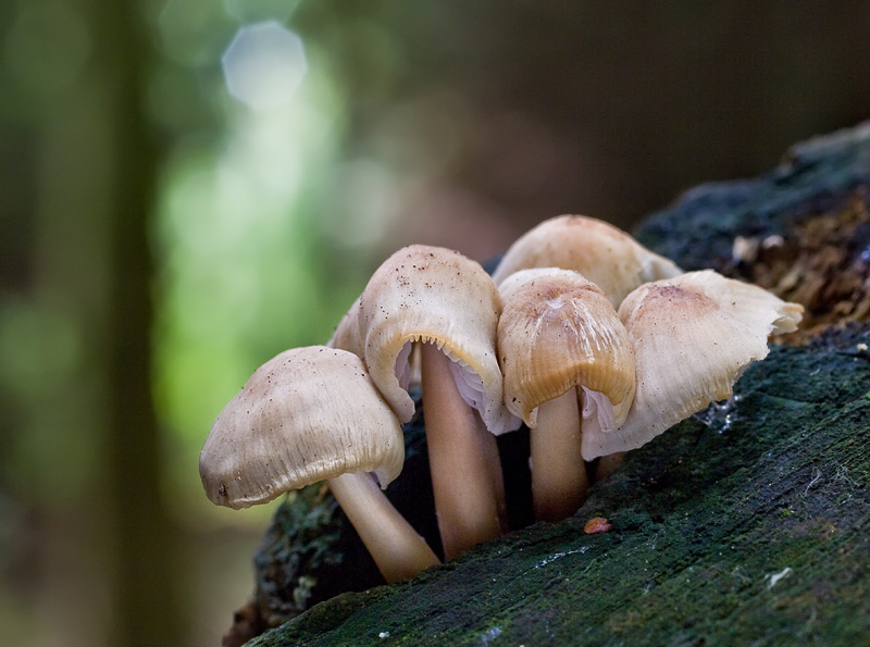 Mycena galericulata